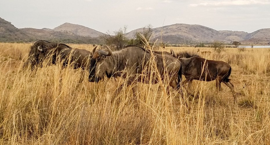 Pilanesberg Big 5 Day Safari