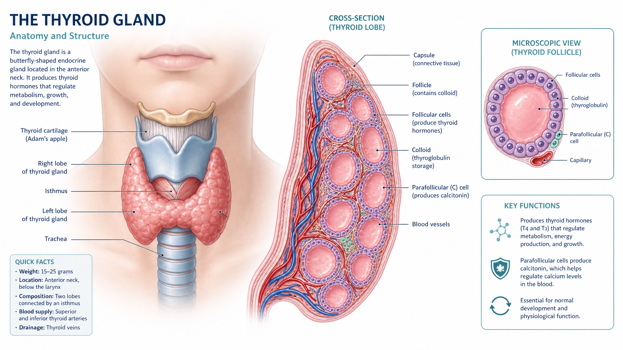 Thyroid Disorders