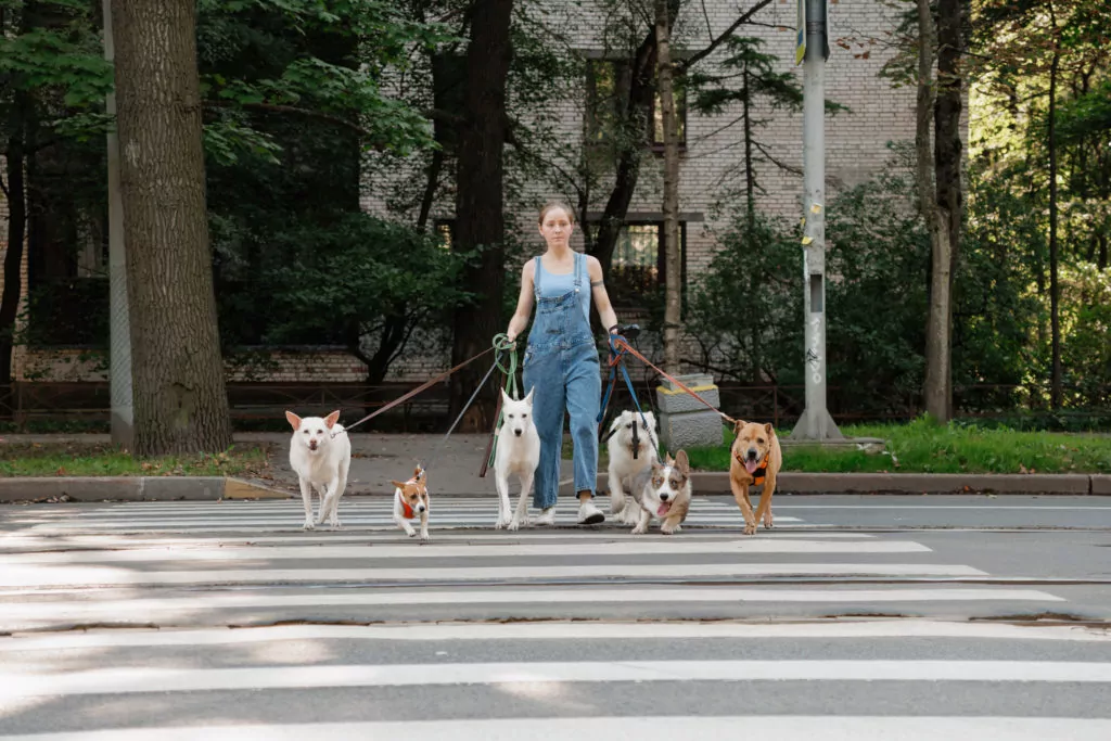 Professional dog walker managing multiple leashed dogs crossing street safely