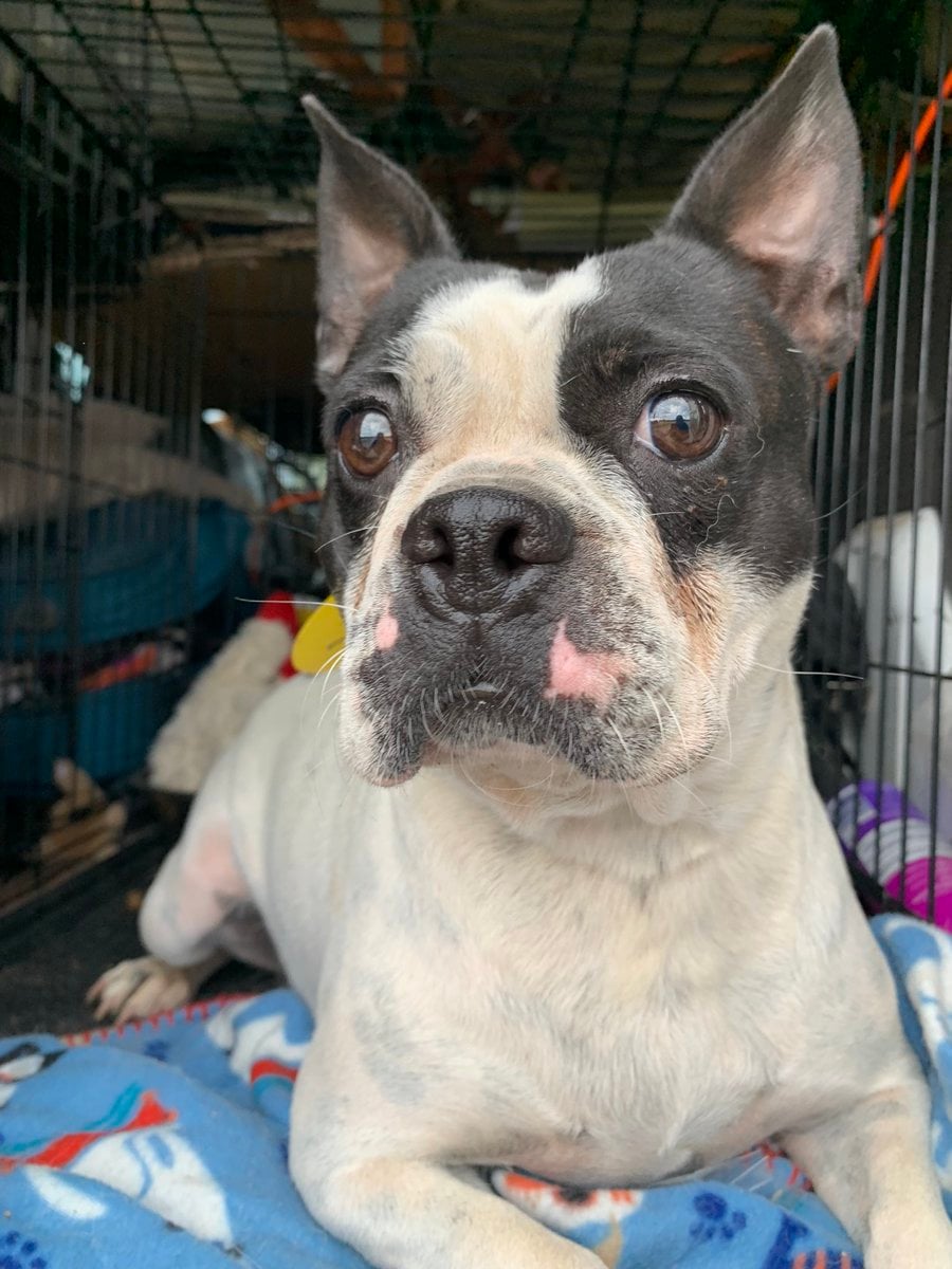 Freedom Day Liberation photo 2