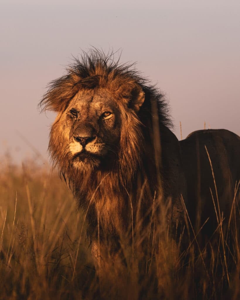African Lion safari guide