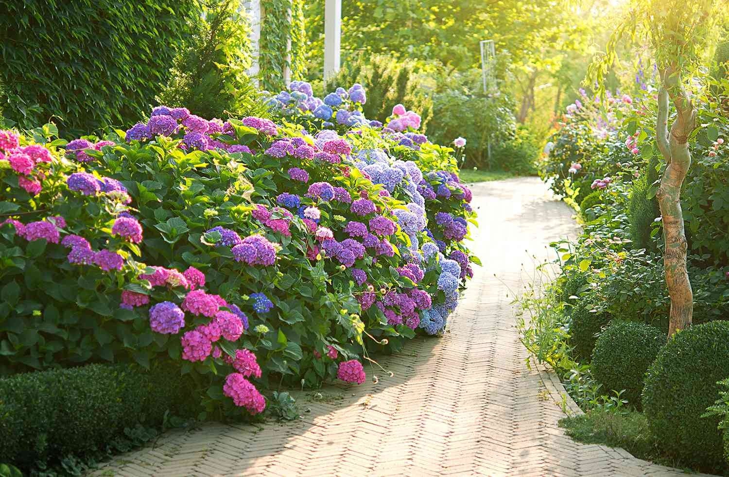 Colourful garden landscape