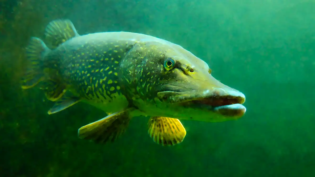 Northern Pike photo