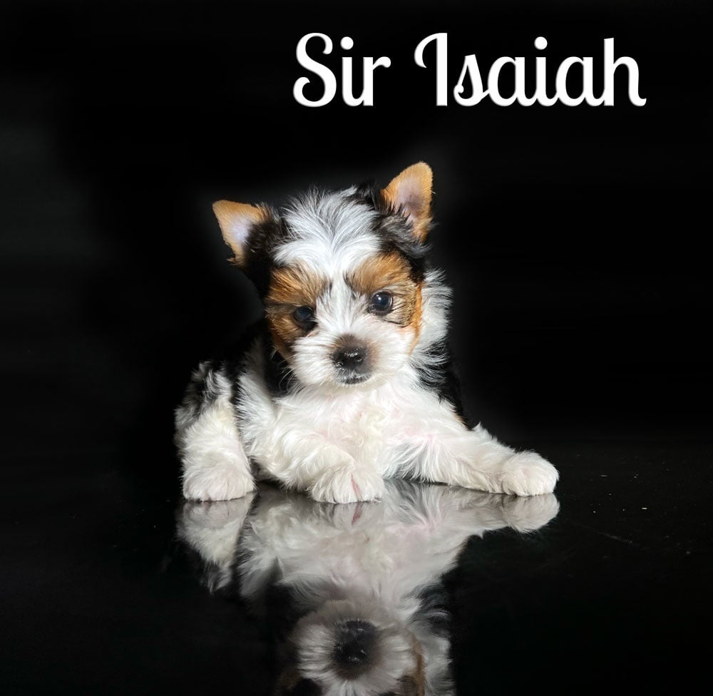 Biewer Terrier: The Complete Guide to This Rare Toy Breed