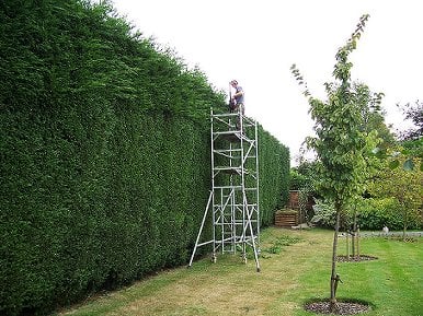 Hedge Cutting