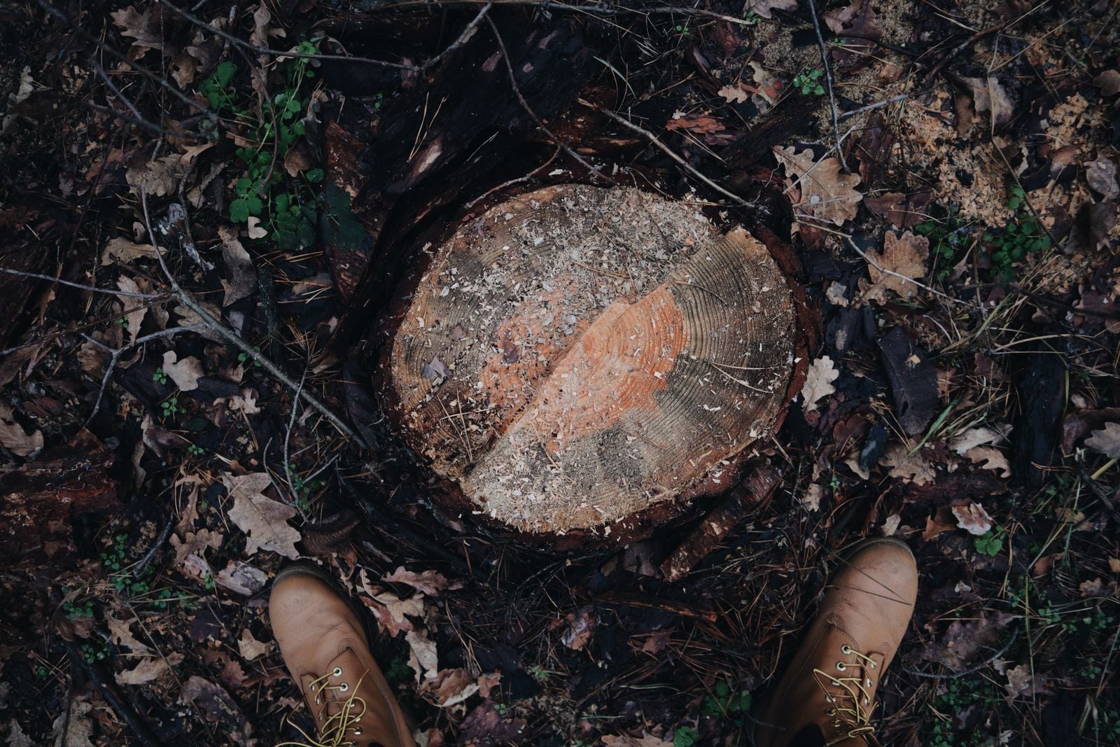 Stump Grinding & Removal work at a Northamptonshire property – photo 5