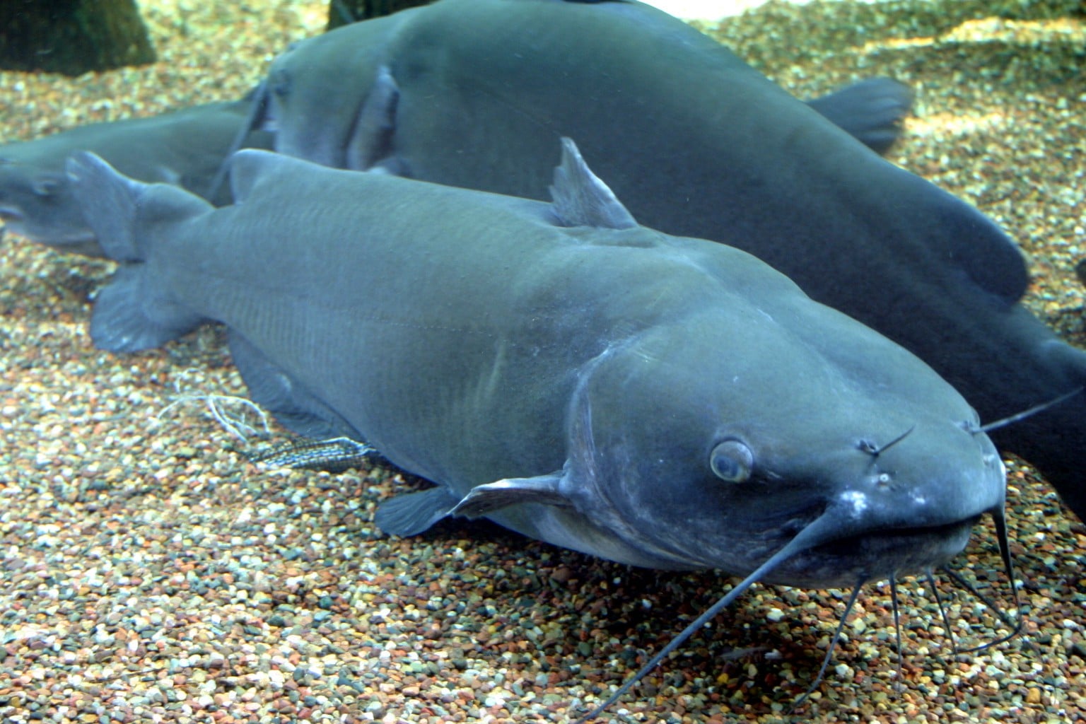 Channel Catfish photo