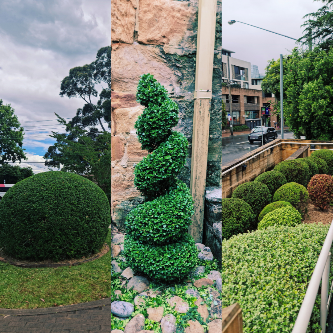 Lush green garden design and planting project