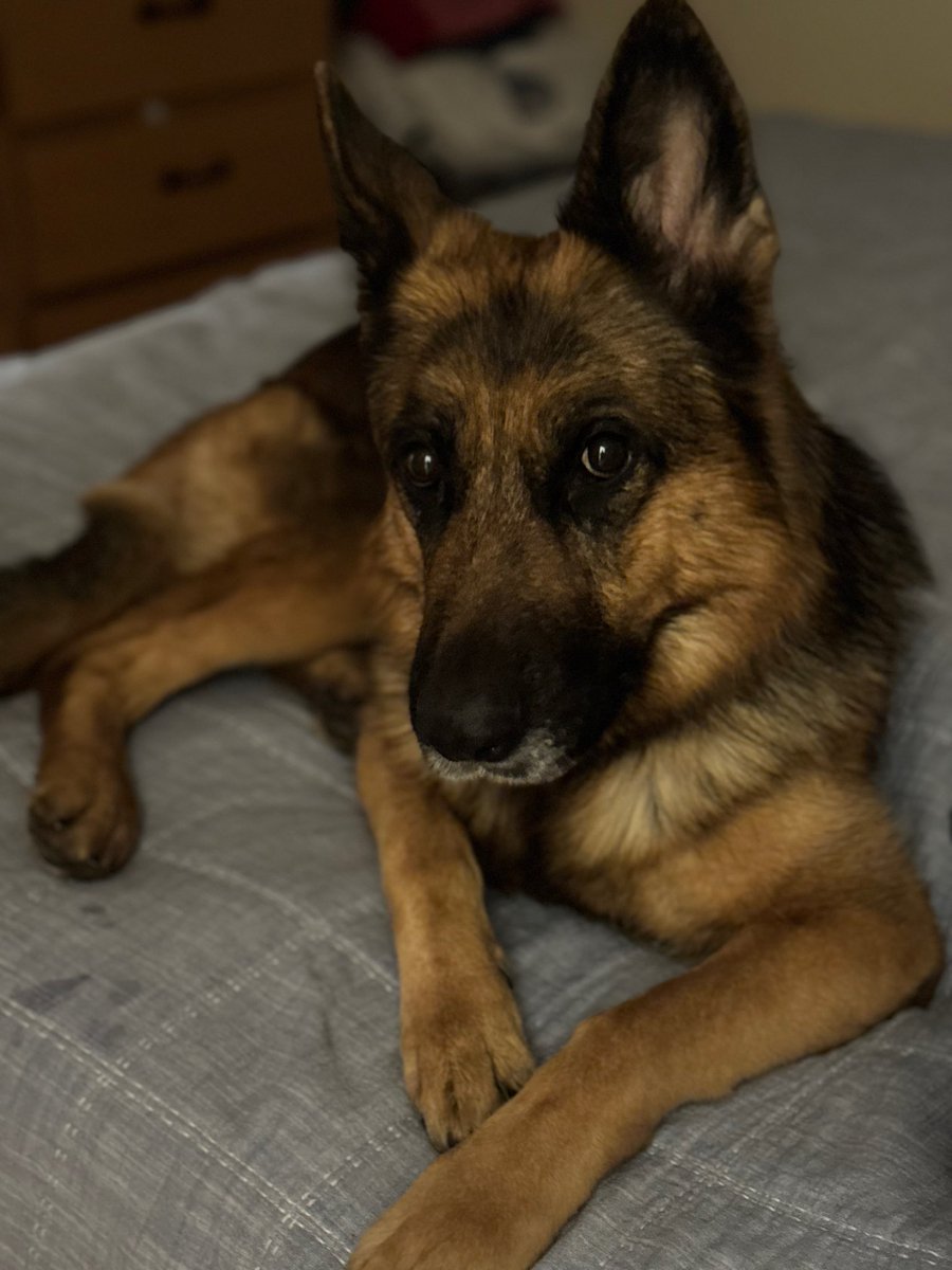 Shelby's Forever Home - Success Story