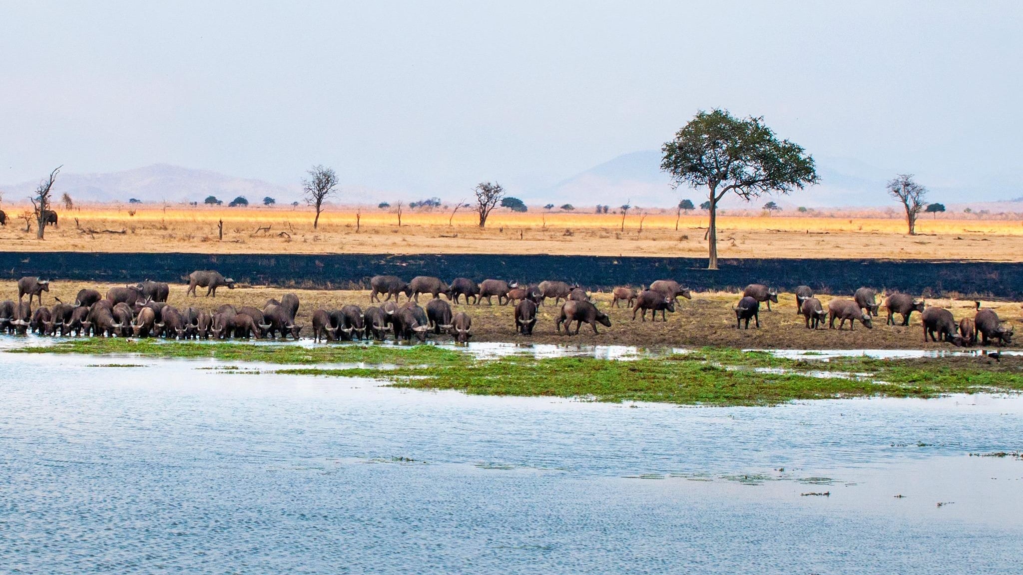 Tanzania Dangerous Game Safari