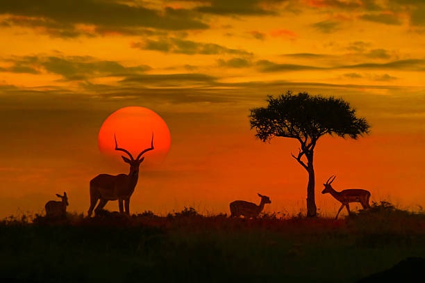 Kruger Sunset & Night Drive Safari