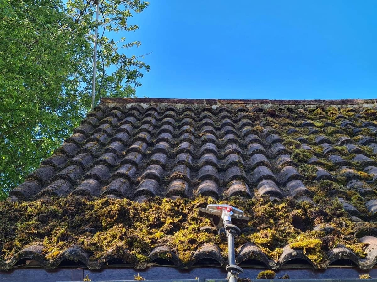 Heavy moss on roof tiles