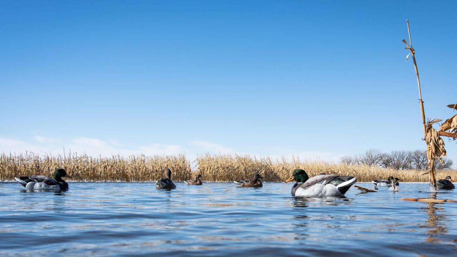 Mississippi Delta Duck Club
