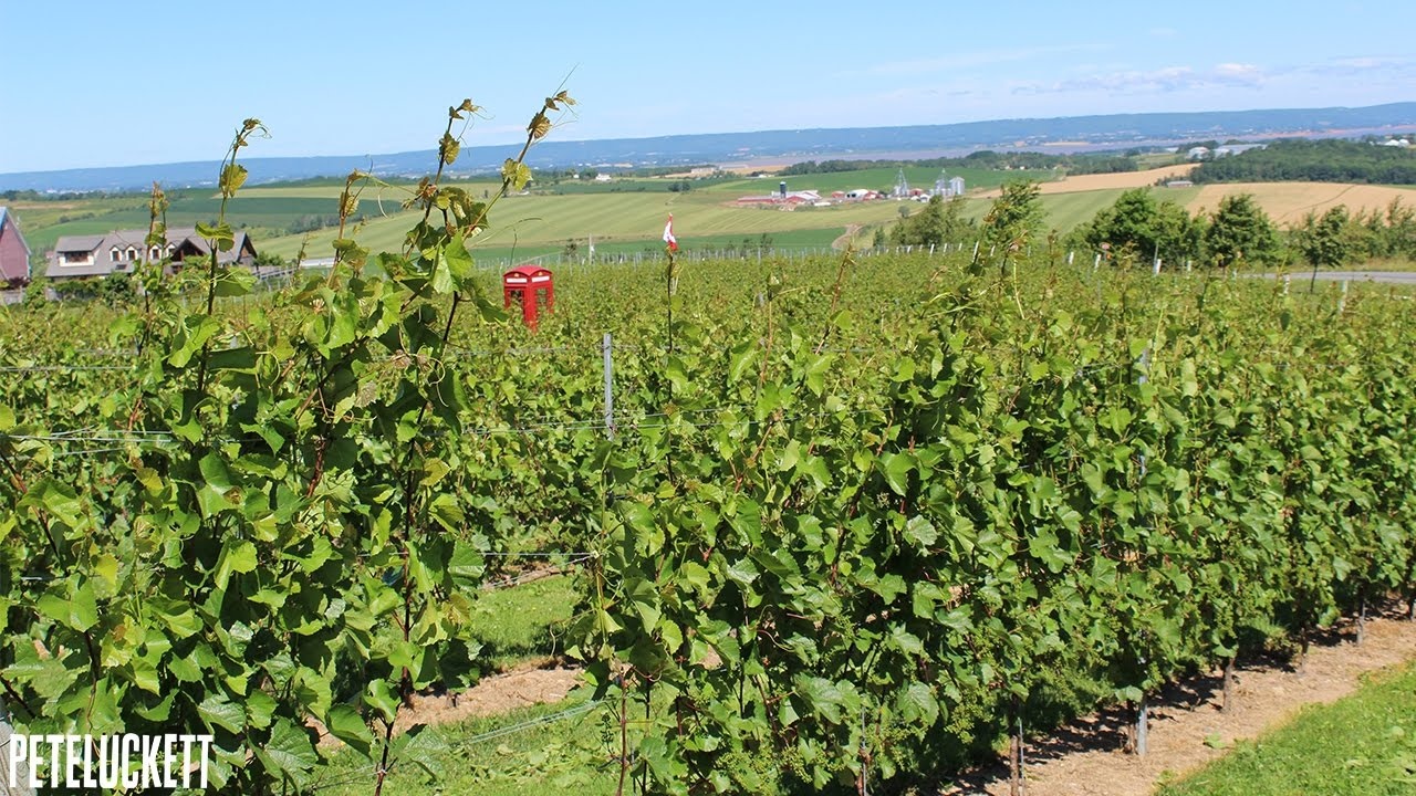Luckett Vineyards