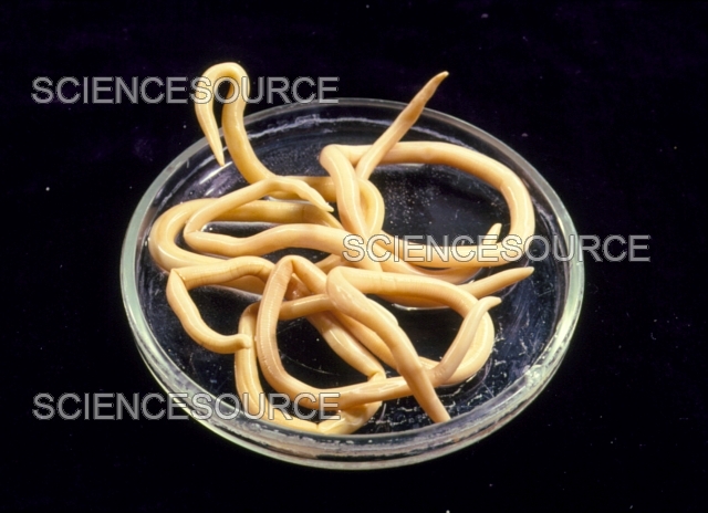 Cacing dewasa Ascaris lumbricoides