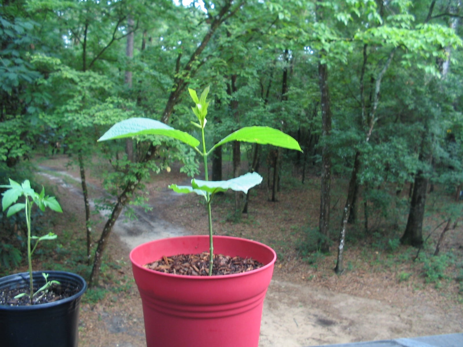 Small Mitragyna speciosa sapling in a red nursery pot