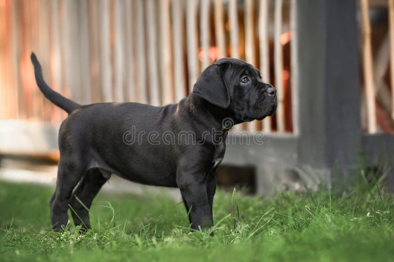 Socialising Your Cane Corso Puppy: The Critical First 16 Weeks
