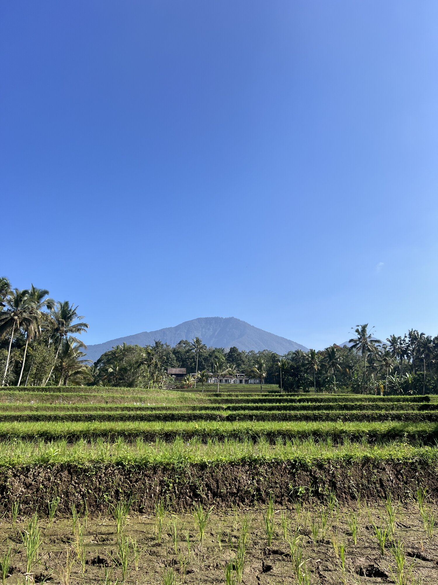 Panoramic view of the Jatiluwih rice fields with Mount Batu Karu rising in the background — UNESCO World Heritage Site, Bali