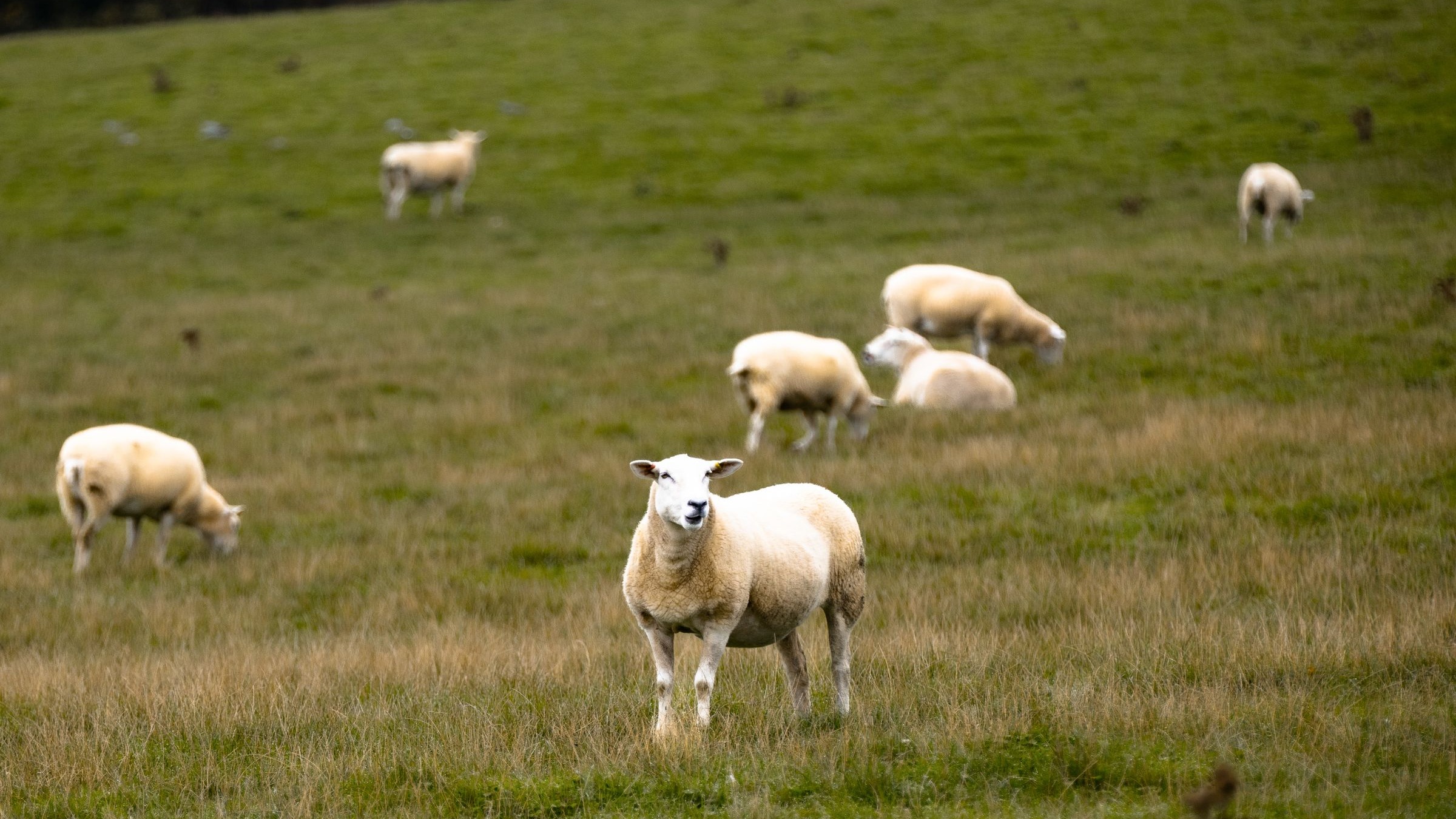 Pastoral English countryside