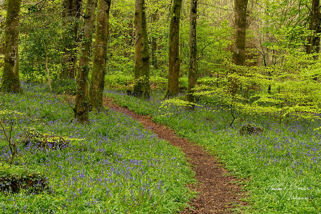 Bluebells in a Donegal forest representing the natural beauty of the Finn Valley