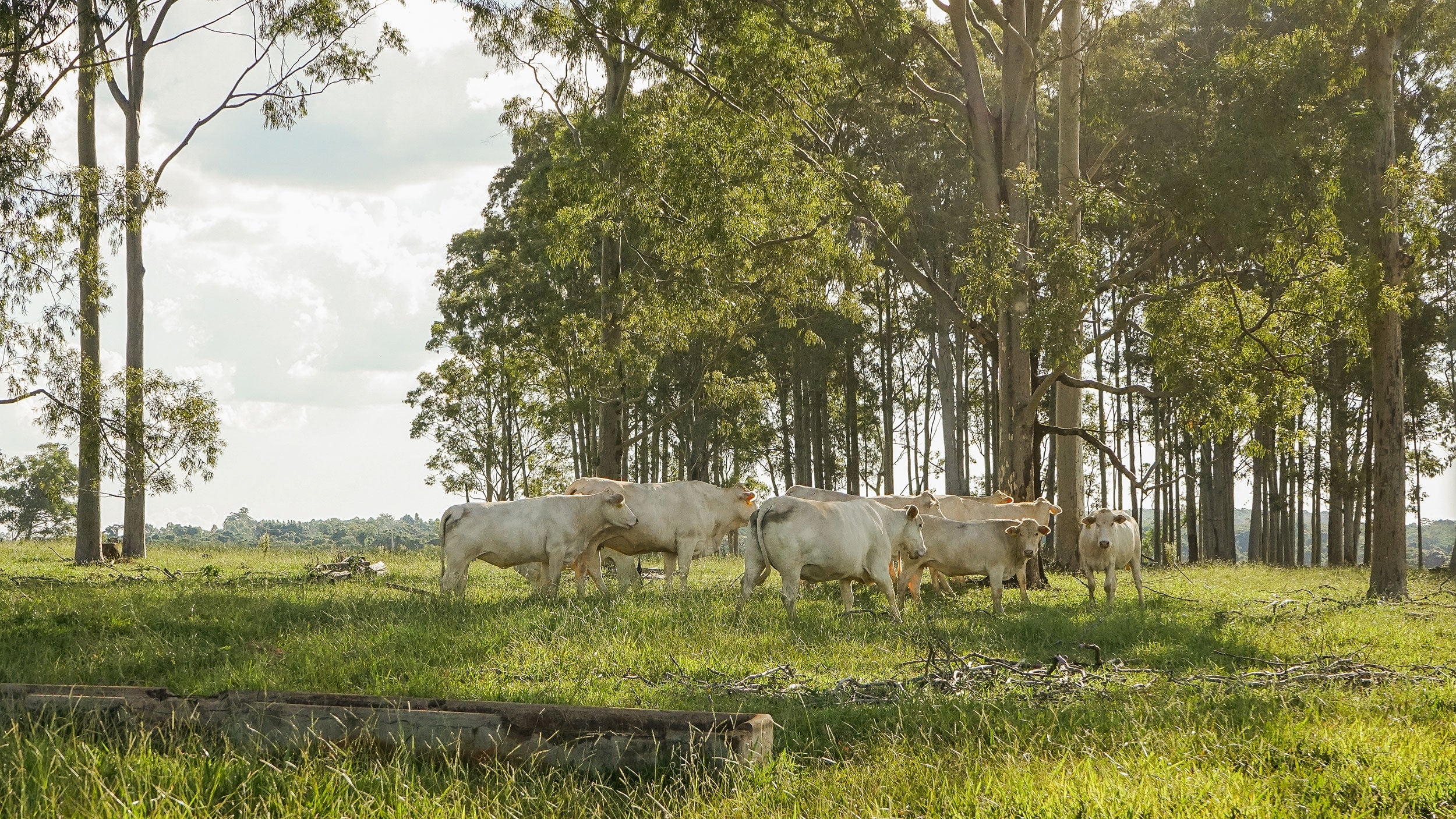 Fazenda Dupla Aptidão - Uberaba, MG