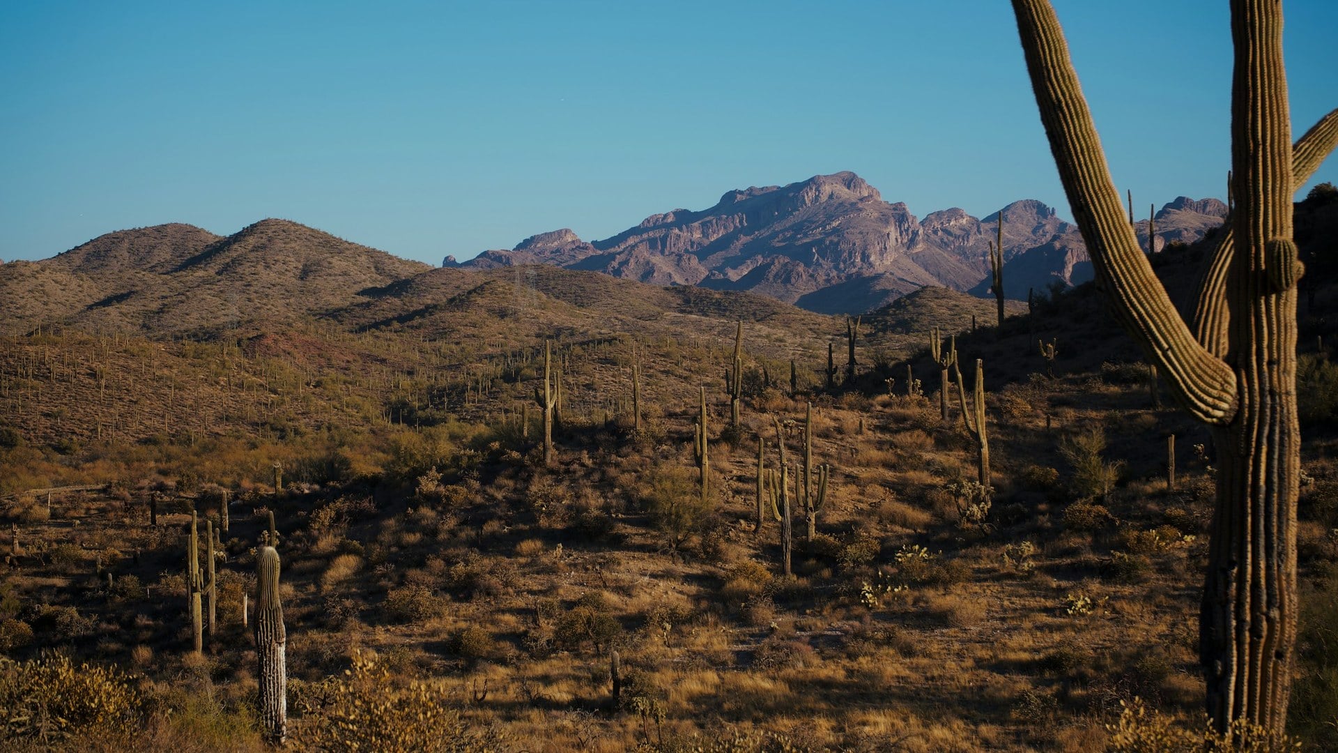 Tucson, Arizona desert landscape with saguaro cactus