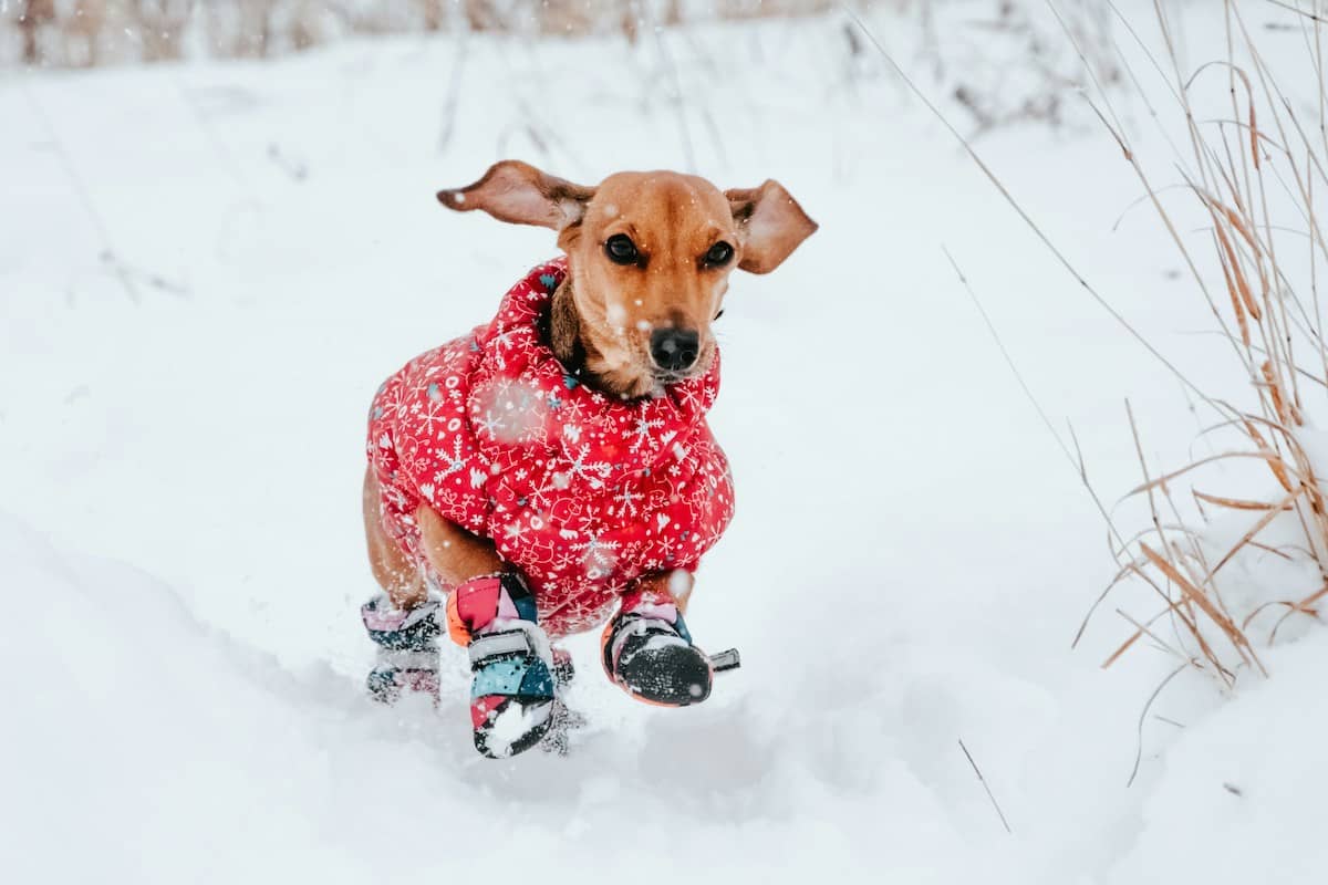 Dog wearing protective winter coat and booties walking on snowy Connecticut street
