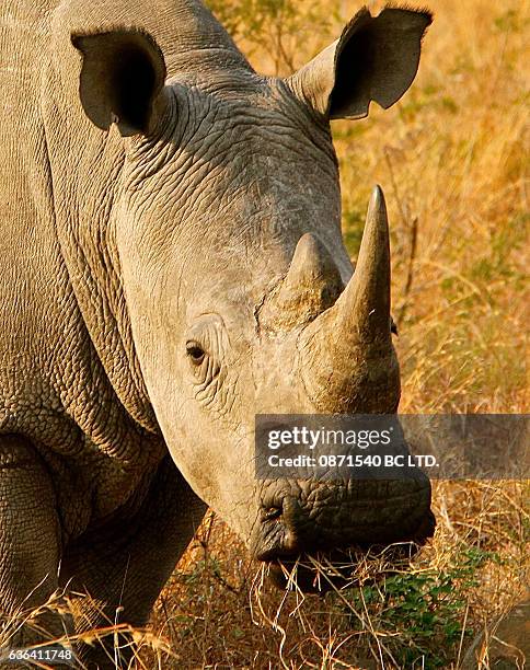 African Rhinoceros safari guide