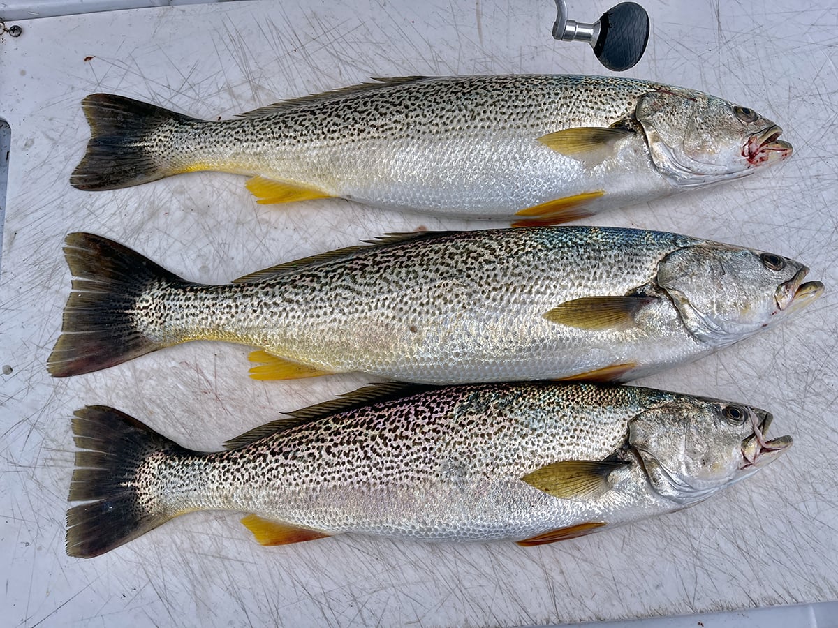 Weakfish (Gray Trout) photo