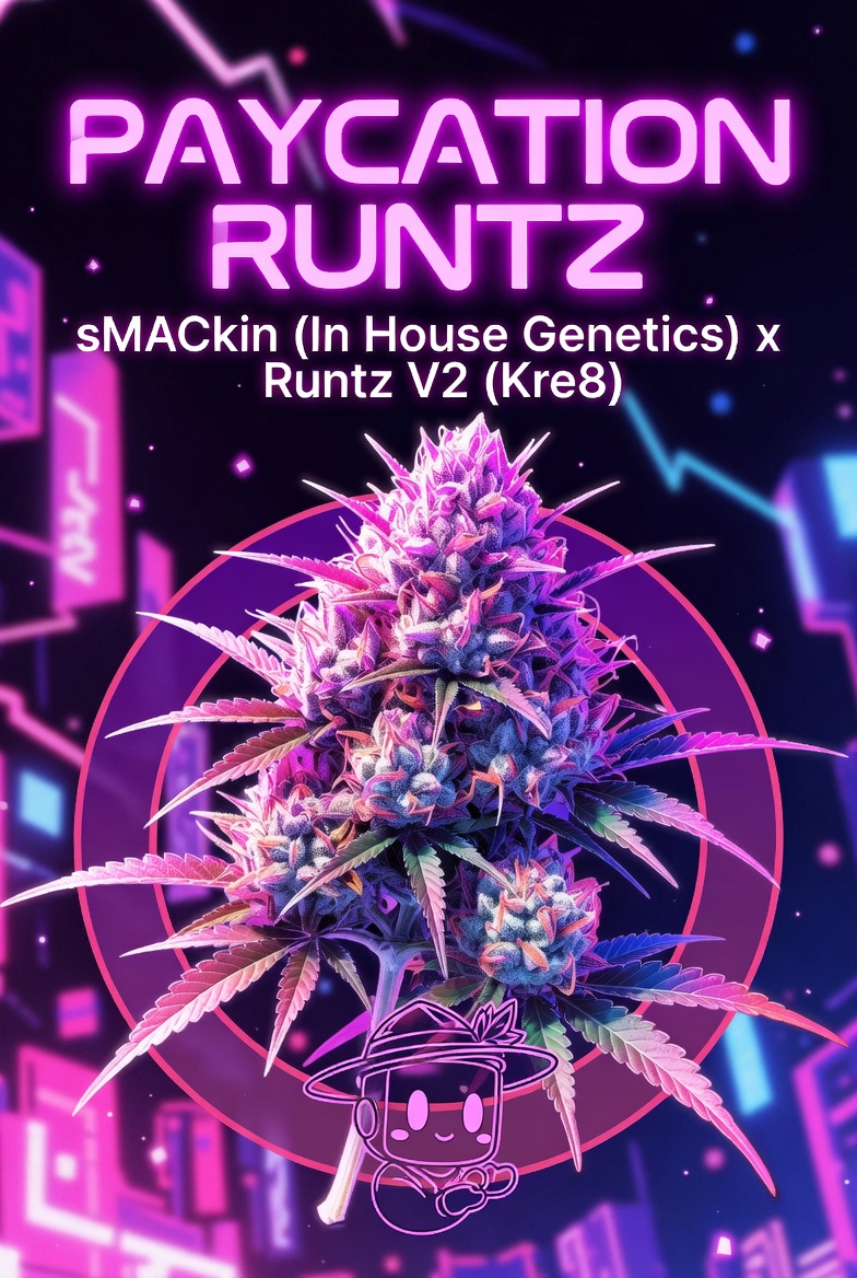 Paycation Runtz