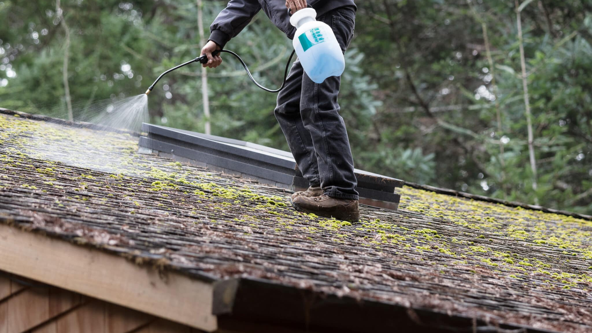 Moss & Algae Treatment / Roof Cleaning