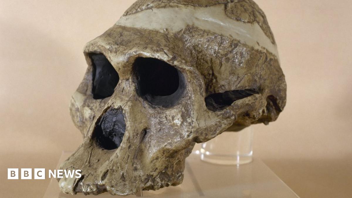 Mrs Ples fossil