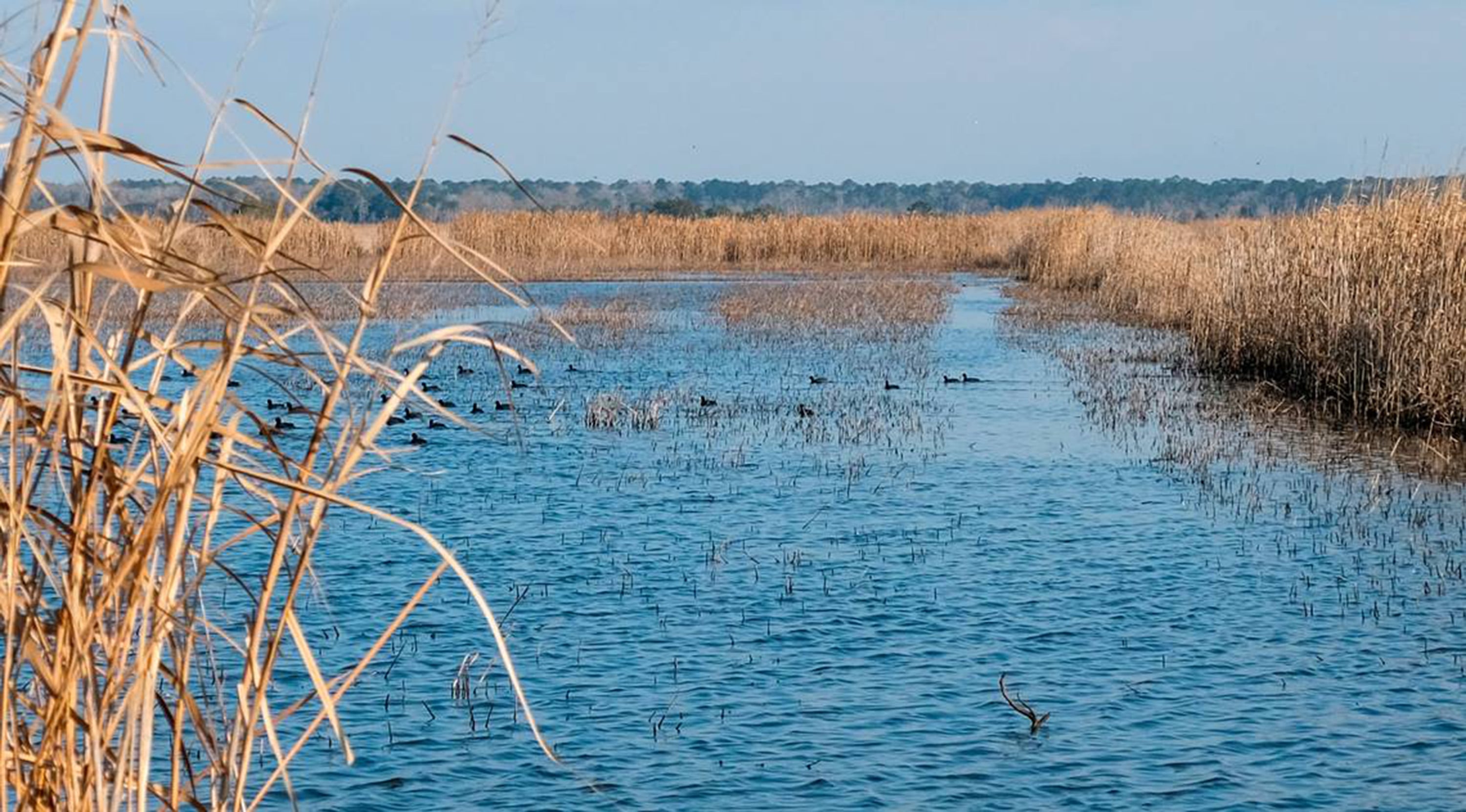 Lowcountry Waterfowl Plantation