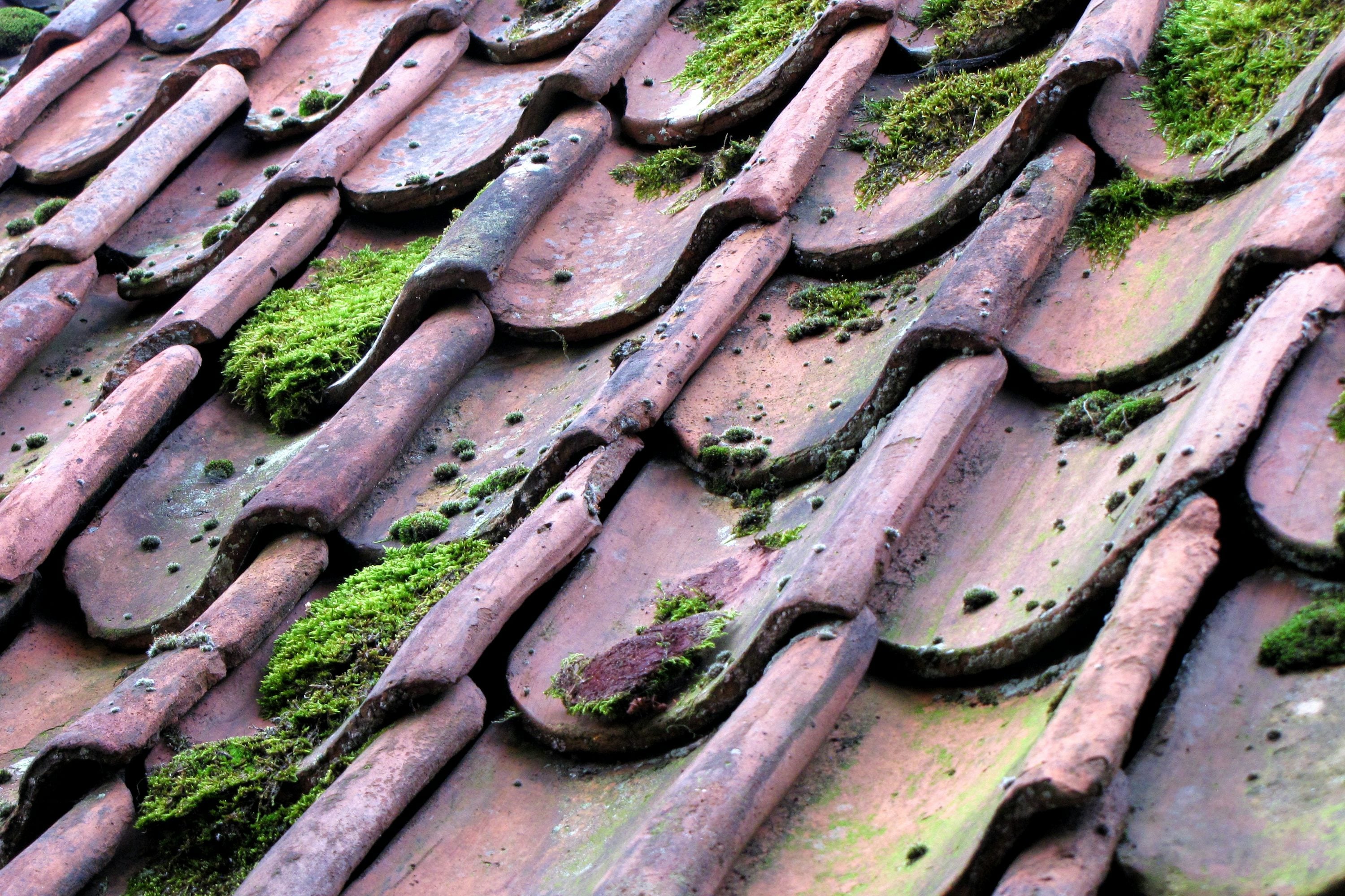 Moss growing on a pitched roof