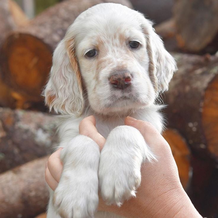 The English Setter: Why This Gentle Gun Dog Makes the Perfect Family Companion